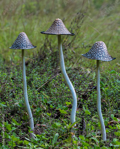 Magpie inkcap mushrooms (Coprinopsis picacea) growing in early fall in central Virginia photo