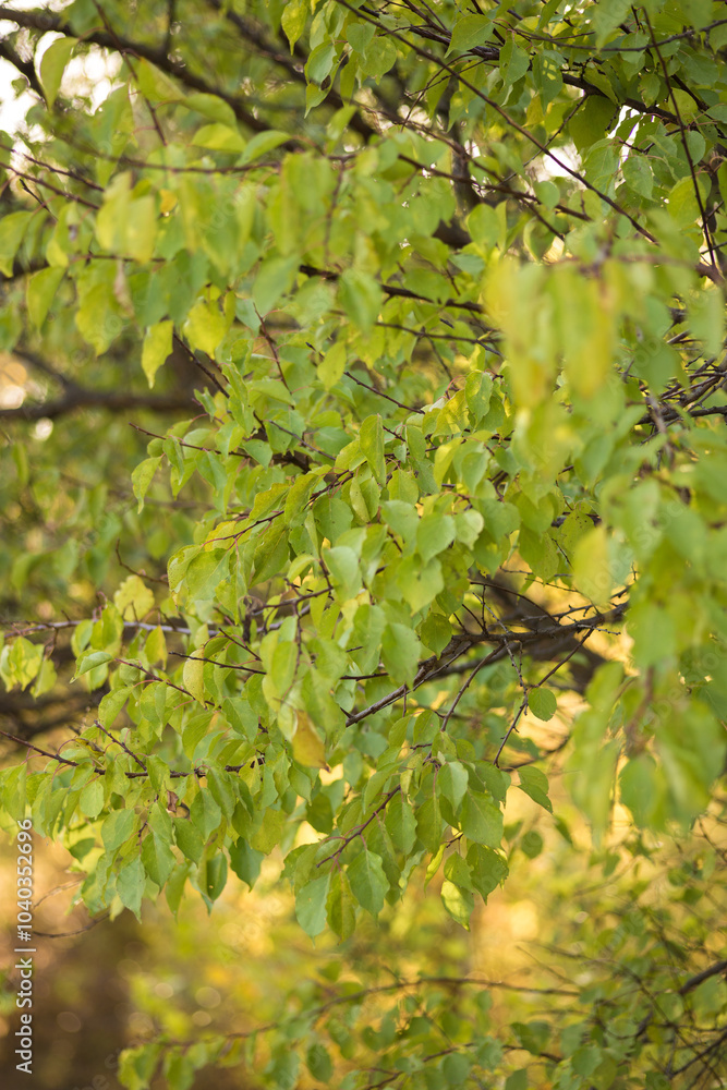 autumn leaves on the tree autumn leaves on the tree