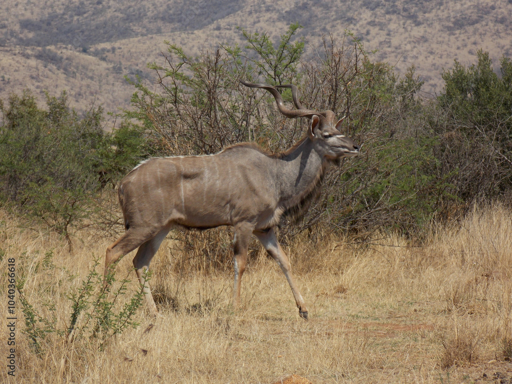Kudu Kudu