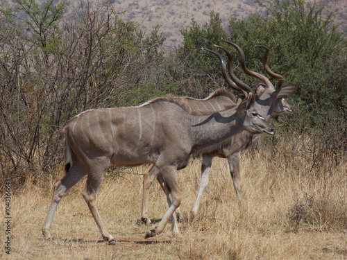 Kudu