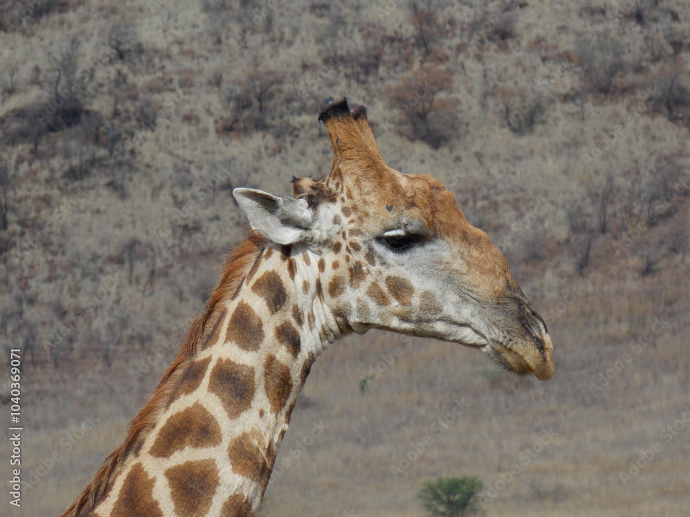 Obraz premium Giraffe