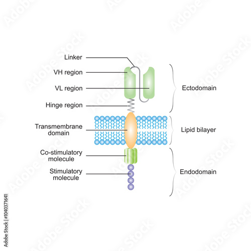 Chimeric Antigen Receptor Structure (CAR) Scientific Design. Vector Illustration.
