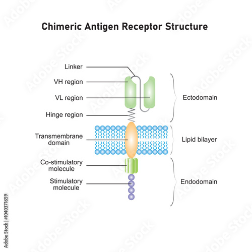 Chimeric Antigen Receptor Structure (CAR) Scientific Design. Vector Illustration.
