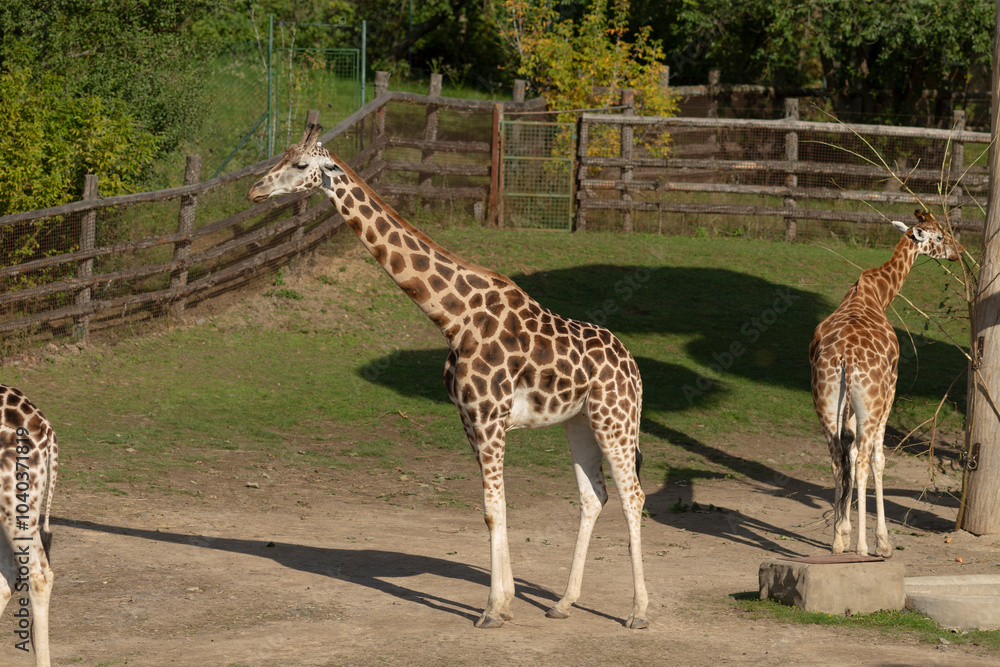 Three tall giraffes stand gracefully in a sunny enclosure surrounded by lush greenery and vibrant nature Three tall giraffes stand gracefully in a sunny enclosure surrounded by lush greenery and vibrant nature