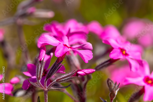 Purple Beauty