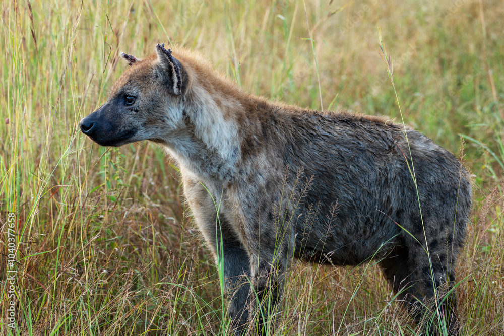 A spotted Hyena in the Kruger National Park, South Africa A spotted Hyena in the Kruger National Park, South Africa