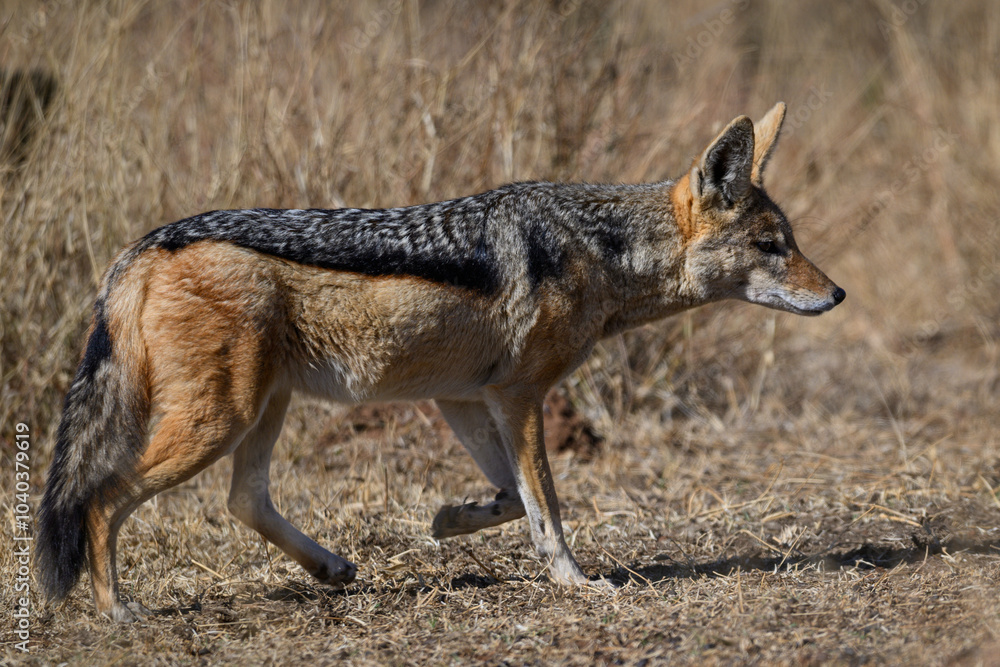 A black backed jackal walking in the Pilanesberg National Park, South Africa A black backed jackal walking in the Pilanesberg National Park, South Africa