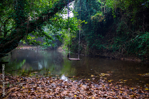 Autumn Trees in the Forest photo