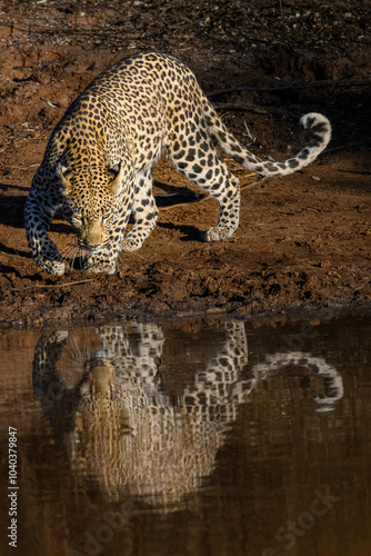 An African leopard comes to a waterhole to drink, Pilanesberg National Park, South Africa