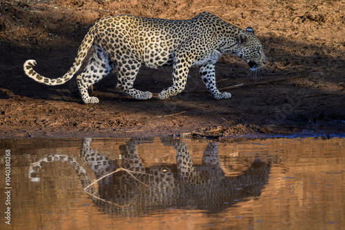 An African leopard comes to a waterhole to drink, Pilanesberg National Park, South Africa