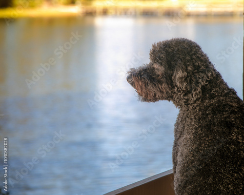 solid black barbet staring out at lagoon to  protect human form invador species like squirrels and gators