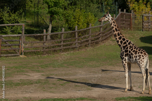 A majestic and elegant giraffe stands tall in its natural habitat, proudly showcasing its unique and beautiful patterns