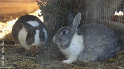 Cute fluffy rabbits in the aviary. Close up of two decorative farm rabbits are eating hay. Breeding of farm animals and care in zoos