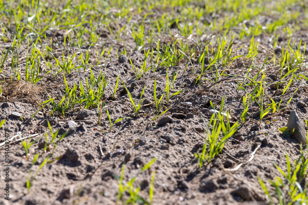 a large harvest of green wheat sprouts a large harvest of green wheat sprouts