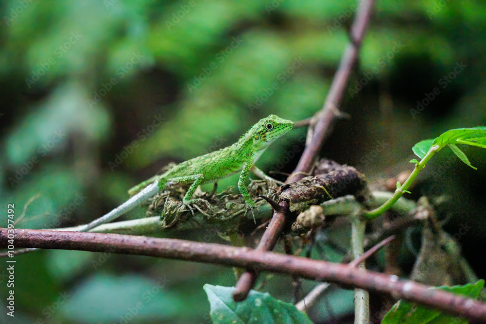 green lizard on a tree. Gren lizard with mouth open closeup green lizard on a tree. Gren lizard with mouth open closeup