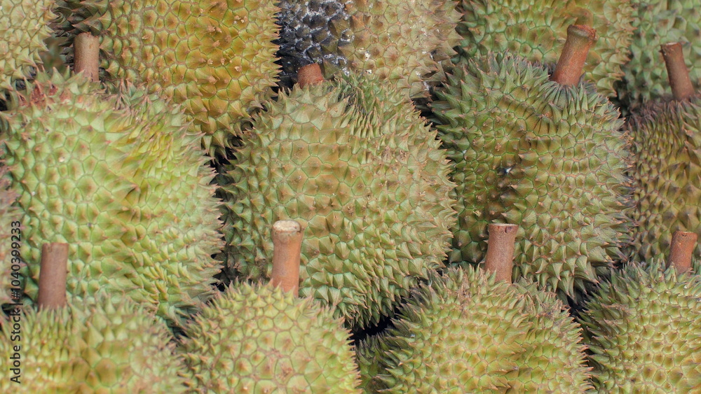 Fototapeta premium Close-up view of pile of fresh durians, showcasing their distinctive spiky skin and unique texture. Exotic Fruits and Tropical Agriculture.