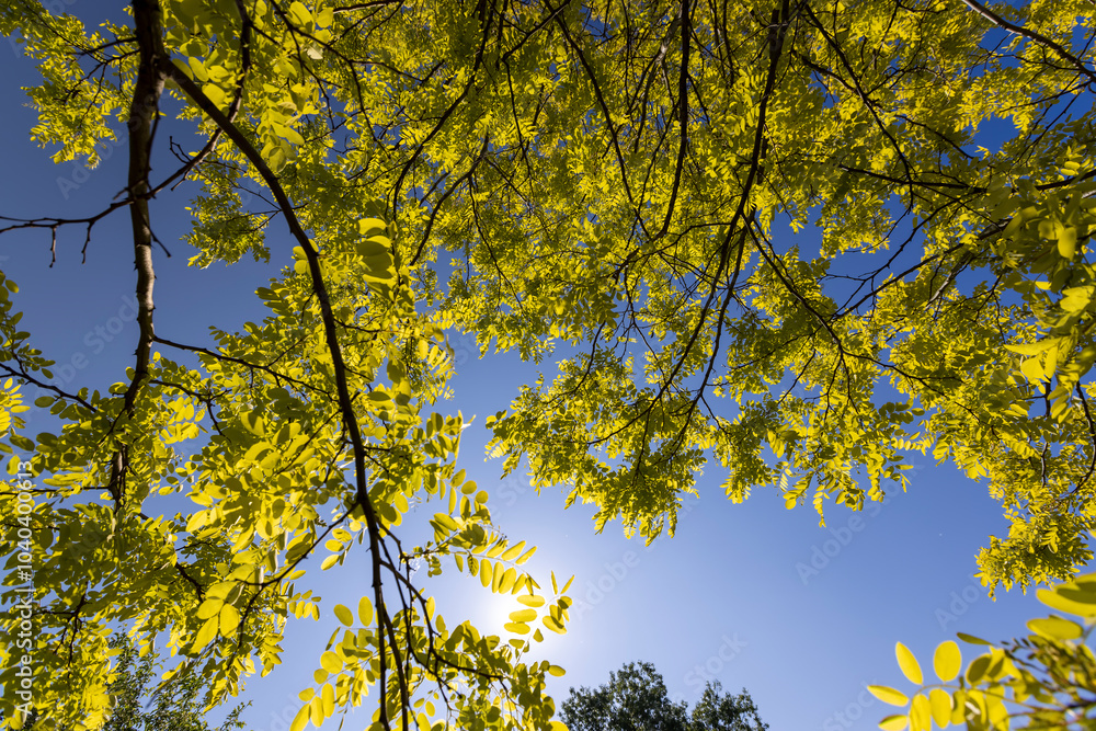 green acacia leaves in spring with blue sky green acacia leaves in spring with blue sky