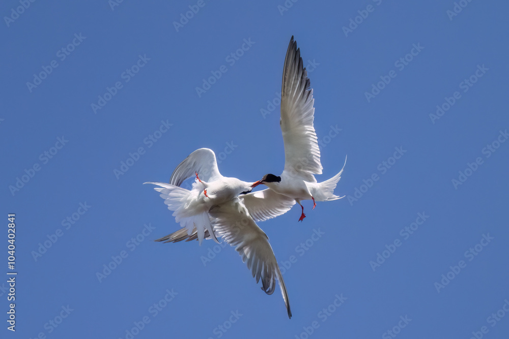 Common tern Common tern