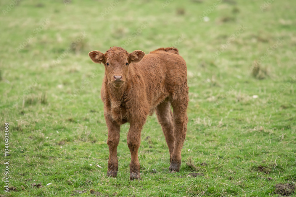 A brown calf, close up, in a field in Scotland, uk in the Summertime A brown calf, close up, in a field in Scotland, uk in the Summertime