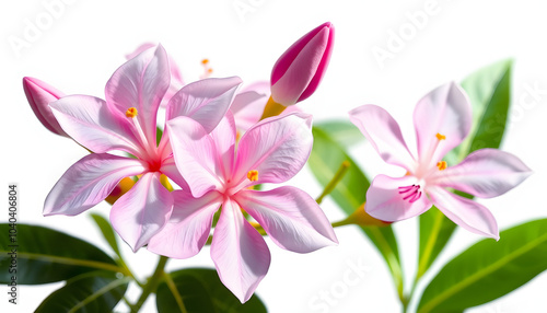 Nerium, oleander or rosebay with pink bud, flowers isolated on white background isolated with white highlights, png