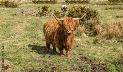 Highland Cow in a field photo