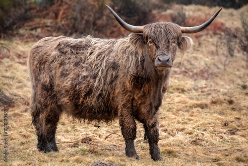 Highland cow in a field, close up in Scotland photo