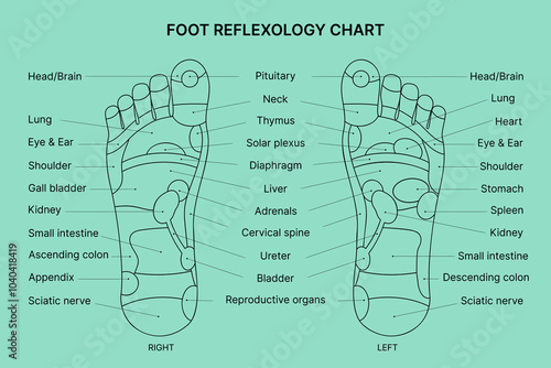 Foot reflexology chart. Vector illustration. 