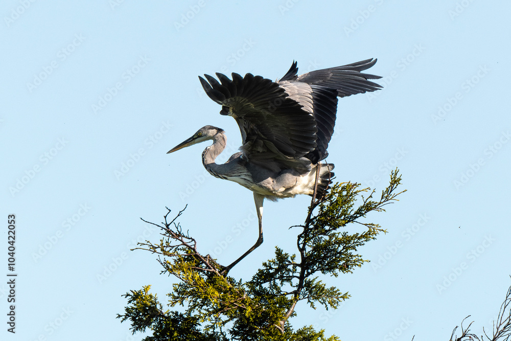 Fototapeta premium Héron cendré, Ardea cinerea, Grey Heron