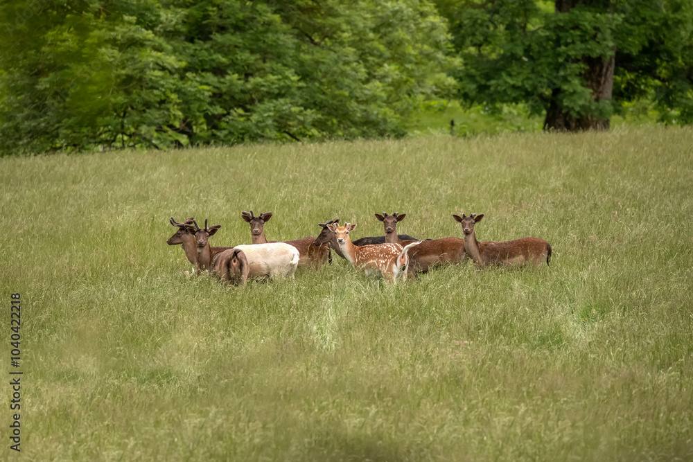 Fallow deer juveniles in a field in Scotland Fallow deer juveniles in a field in Scotland