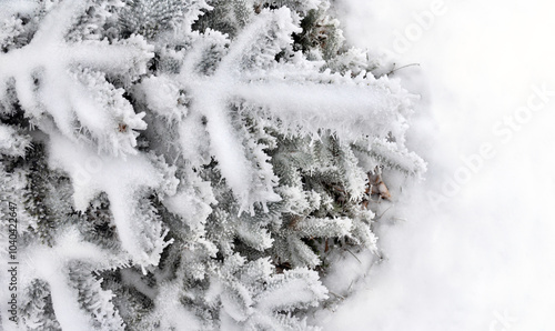 Branches of christmas tree covered of hoarfrost and snow on a  white snow background with space for text. Top view photo