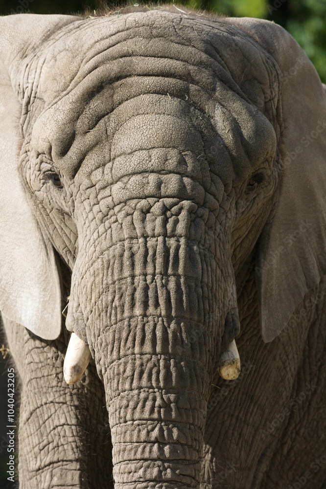 Fototapeta premium Elephant Charge