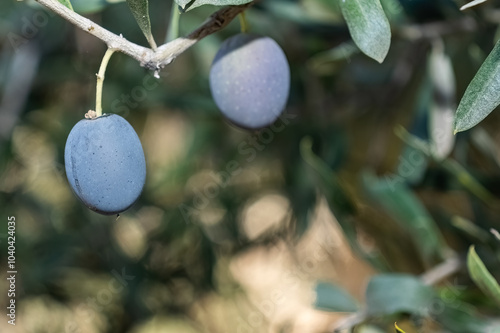 Black olive fruits on a branch among green leaves.