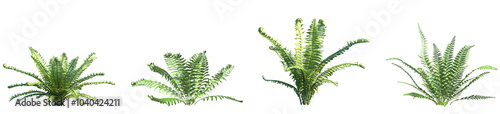 Set of Polystichum Setiferum (the soft shield fern) and Matteuccia struthiopteris frontal isolated png on a transparent background perfectly cutout high resolution