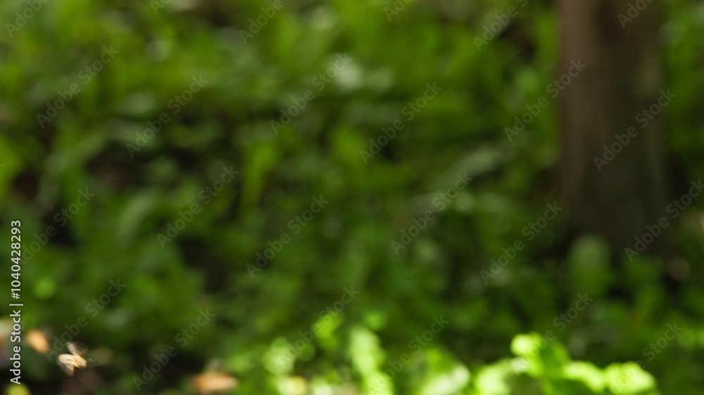 defocused green background with honey bees swarming and flying around at sunny day defocused green background with honey bees swarming and flying around at sunny day