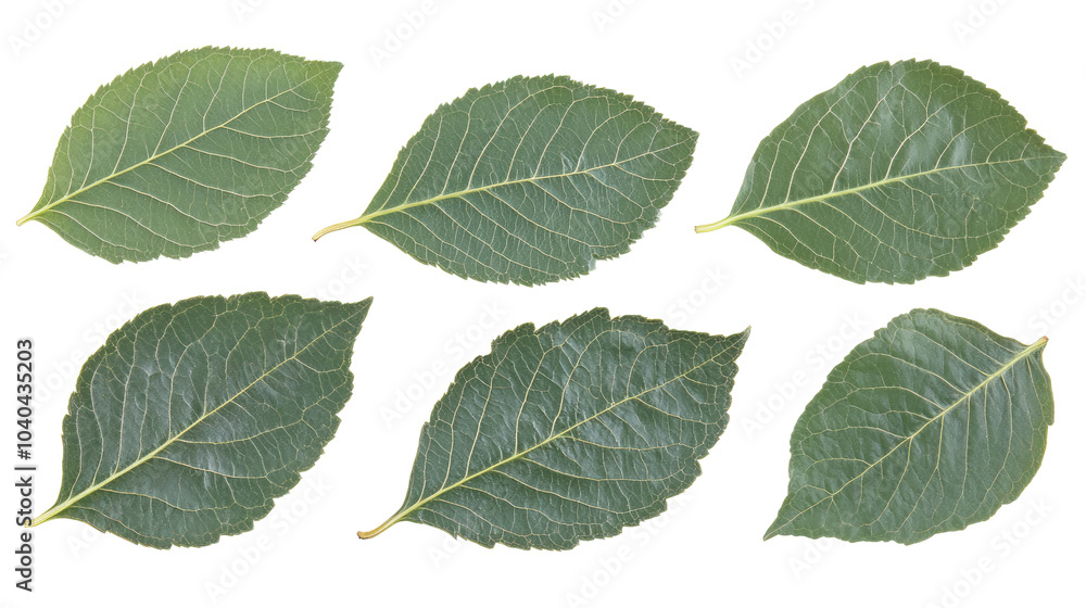 Collection of Green Leaves Isolated on a Transparent Background Generative AI Collection of Green Leaves Isolated on a Transparent Background Generative AI