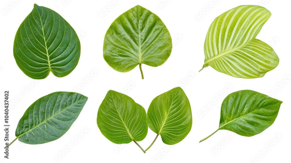 Set of Tropical Plant Leaves Isolated on a Transparent Background Generative AI Set of Tropical Plant Leaves Isolated on a Transparent Background Generative AI