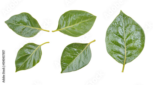 Set of Tropical Plant Leaves Arranged on a Transparent Background Generative AI