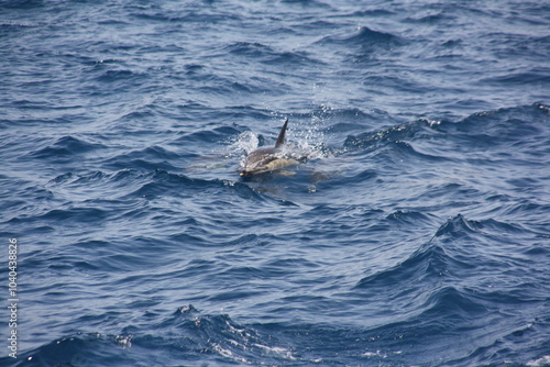 Delfines jugando en la superficie del mar