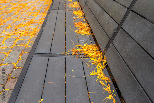 Obraz na płótnie Yellow fallen tree leaves on a dark grey bench outside on the street. It is autumn in the Netherlands. w salonie