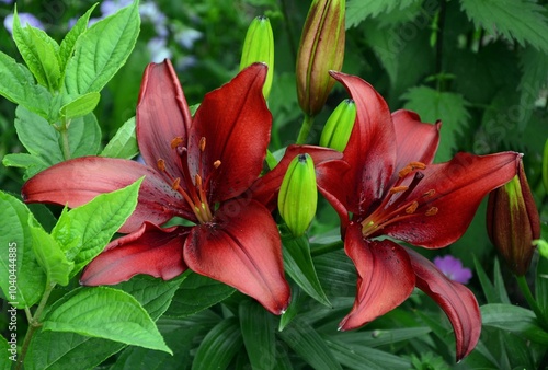 Claret lily flowers of the miniature , variety - Sweet Lord.