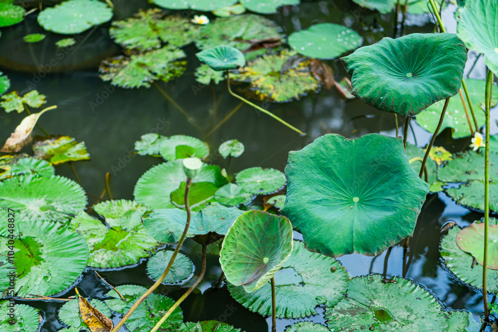 Tranquil Lotus Pond with Green Leaves Tranquil Lotus Pond with Green Leaves