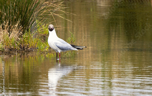 Wasservögel