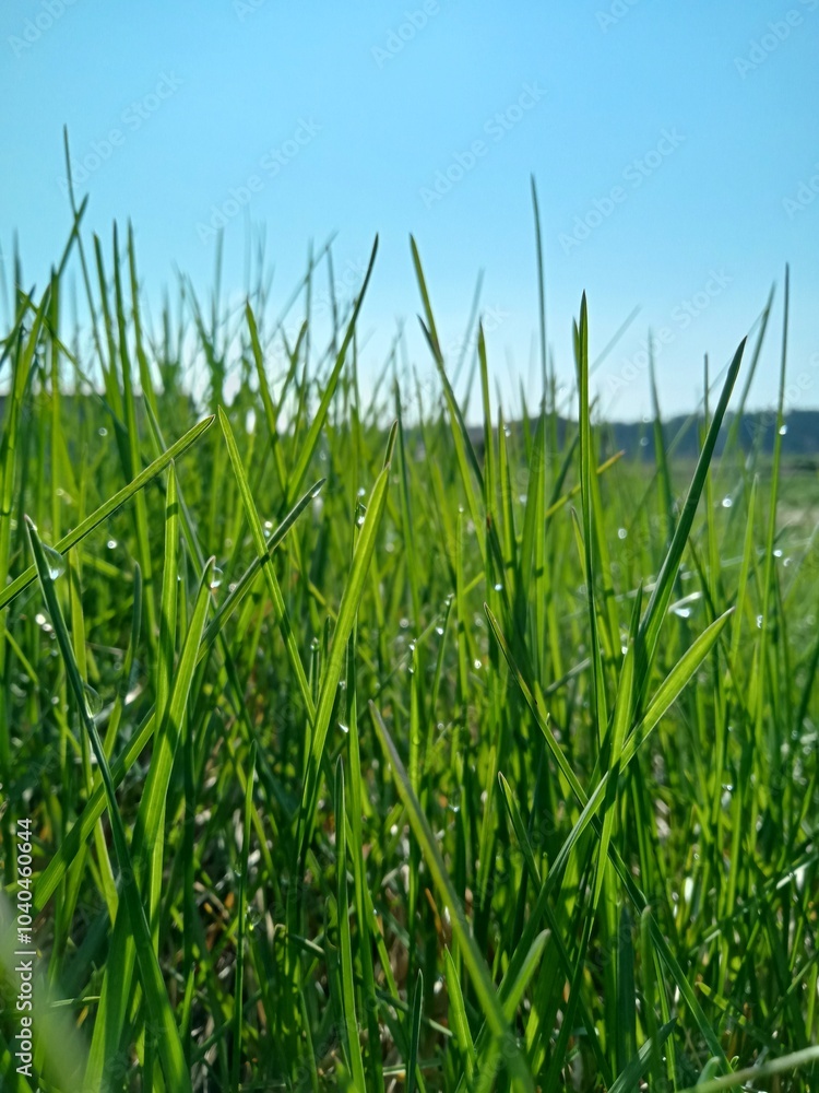 Obraz premium Spring 