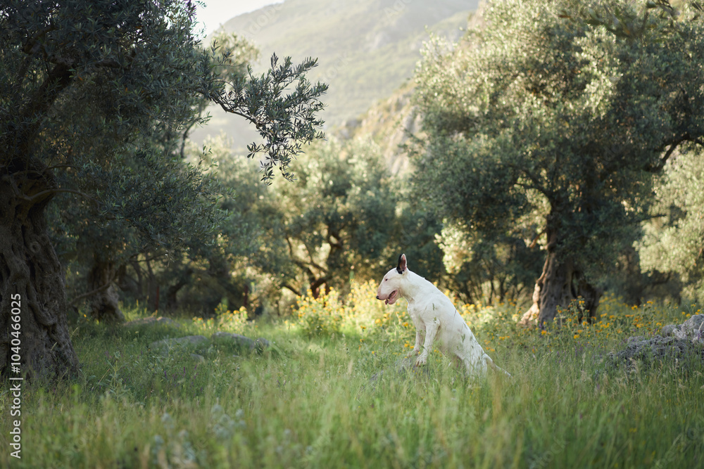 Naklejka premium A white bull terrier walks through a grassy field surrounded by trees. The peaceful natural setting contrasts with the dog curious movement through the landscape.