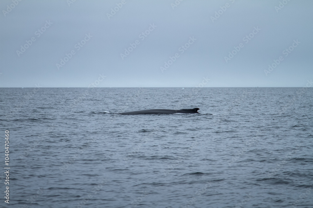 Fototapeta premium Breathtaking Humpback Whale in Arctic Waters