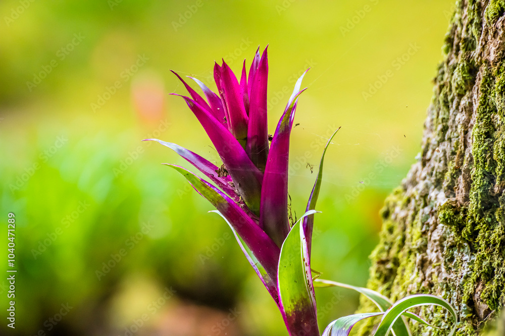 A view of a Scarlet Star plant in Furnas on the island of San Miguel in the Azores in summertime A view of a Scarlet Star plant in Furnas on the island of San Miguel in the Azores in summertime