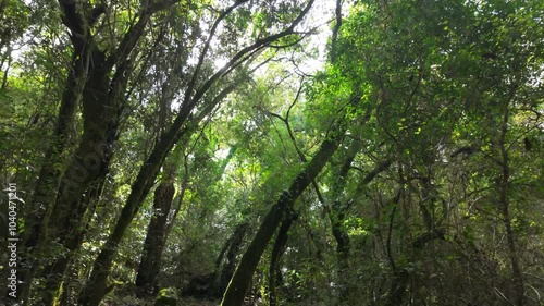 Mystical forest at Rio de Mouros pathway in Condeixa, Coimbra Portugal. winding through moss-covered oak trees and dense undergrowth, creating an enchanting natural tunnel beneath twisted branches on 