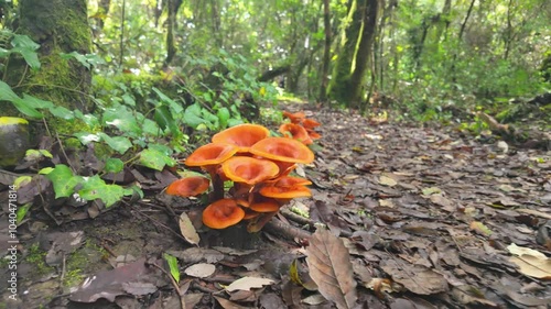 Vibrant orange mushrooms growing in clusters on forest floor amid fallen autumn leaves and green undergrowth, creating a striking natural display in woodland at Rio de Mouros pathway in Condeixa, Coim photo