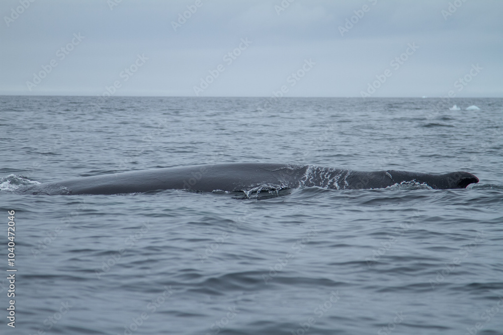 Majestic Humpback Whale in Ocean Waters Majestic Humpback Whale in Ocean Waters