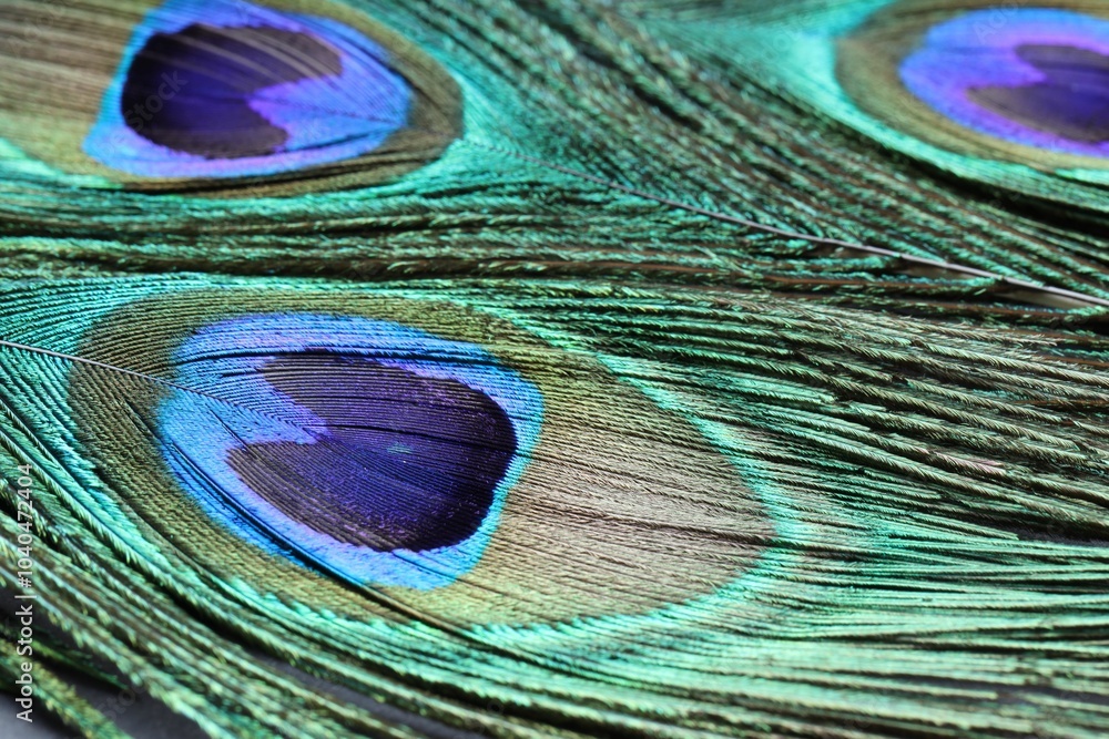 Fototapeta premium Beautiful bright peacock feathers as background, closeup